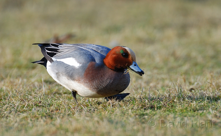 Wigeon male - B.jpg - Wigeon, male feeding on grass - Slimbridge